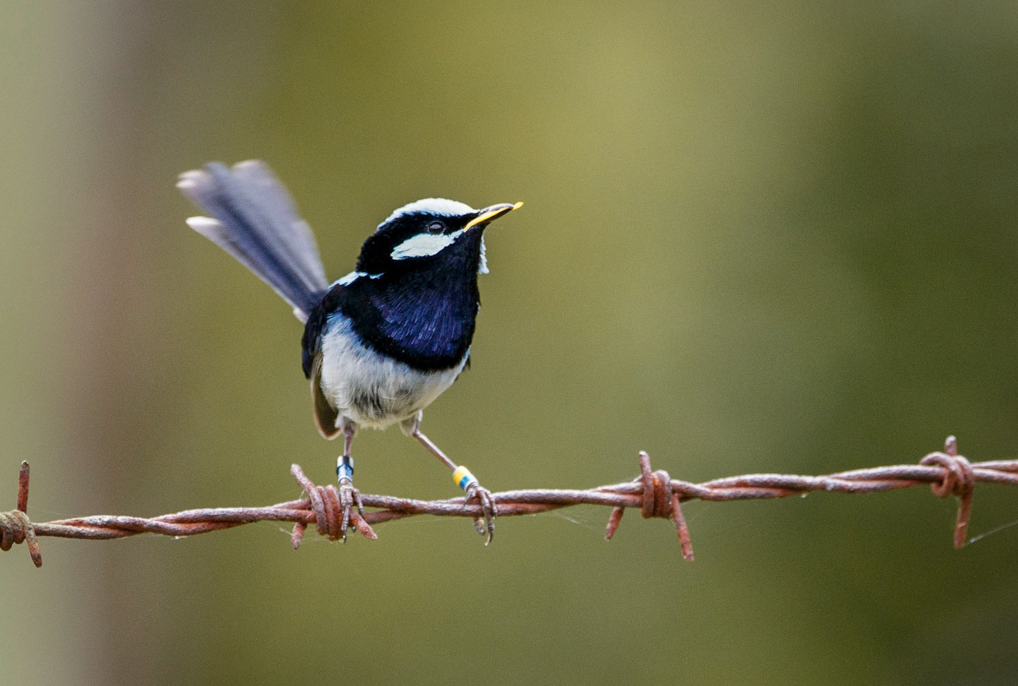 A male faiary-wren on barbed wire fence with a petal in its beak