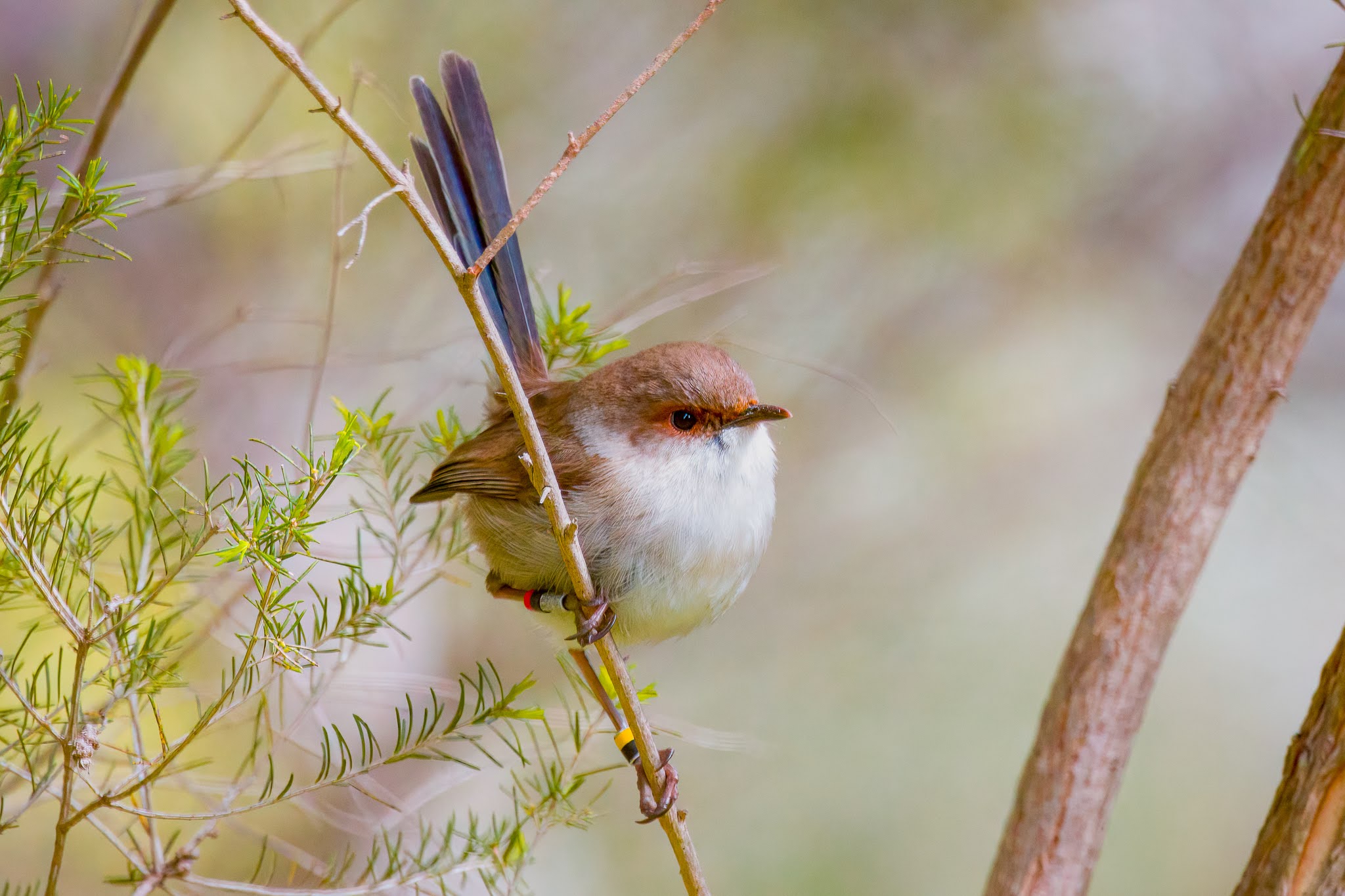 A young male superb fairy-wren