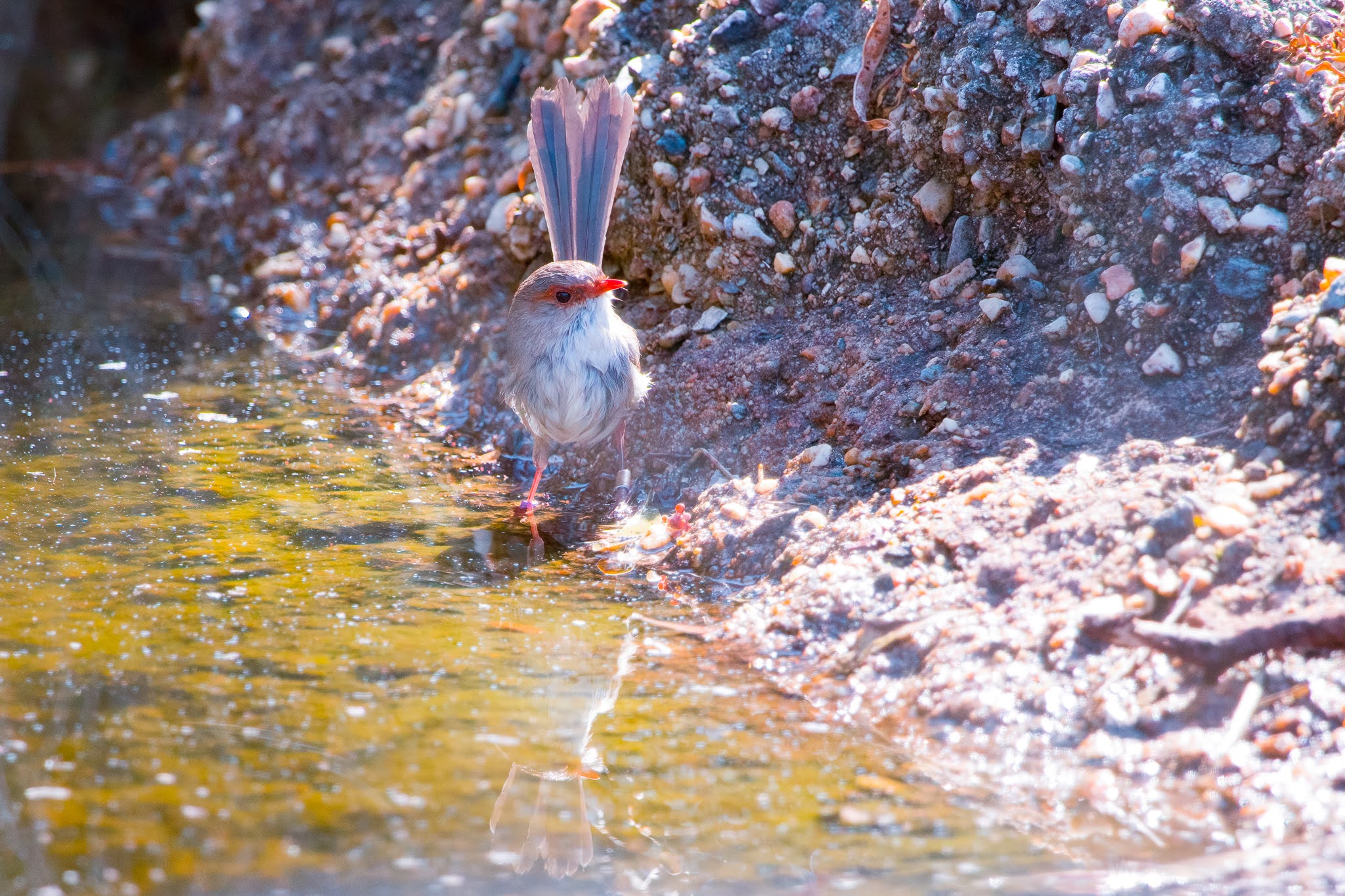 A female superb fairy-wren by water