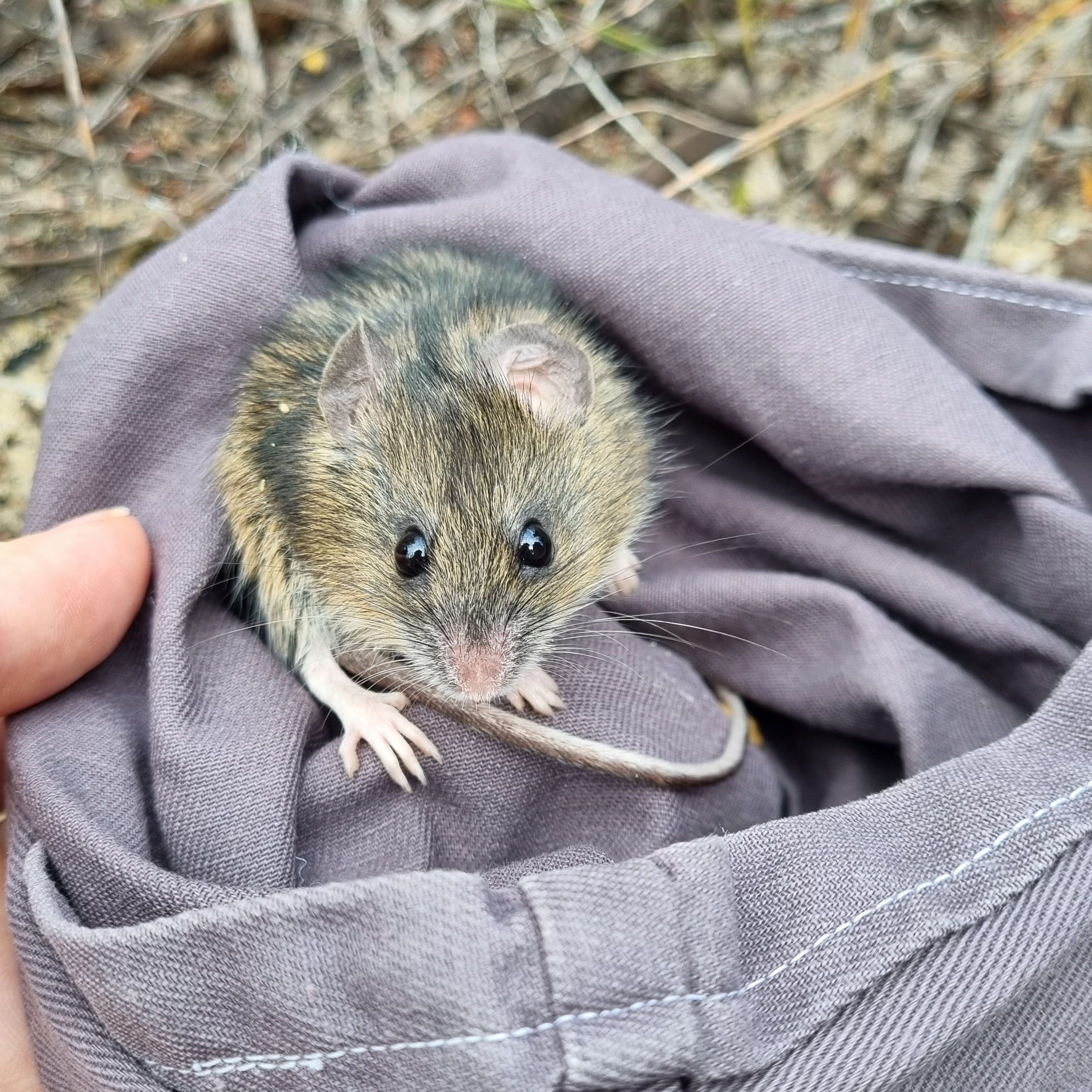 Small rodent on canvas bag