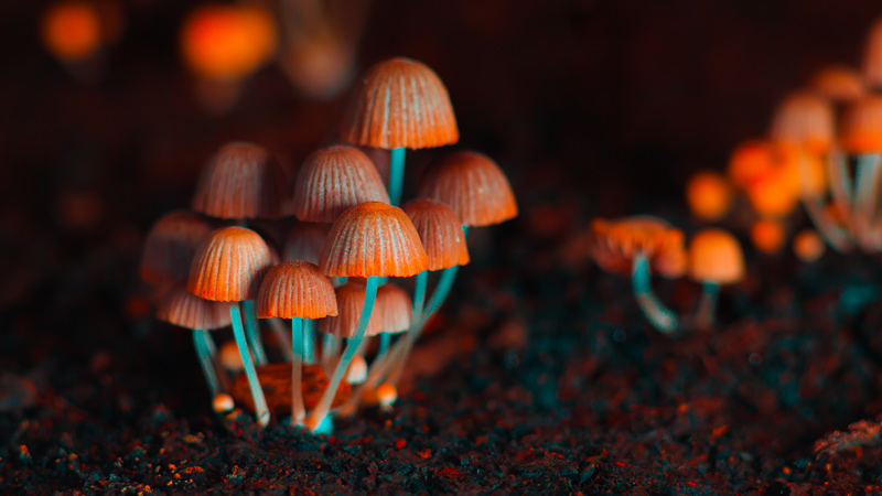 Orange psilocybin mushrooms