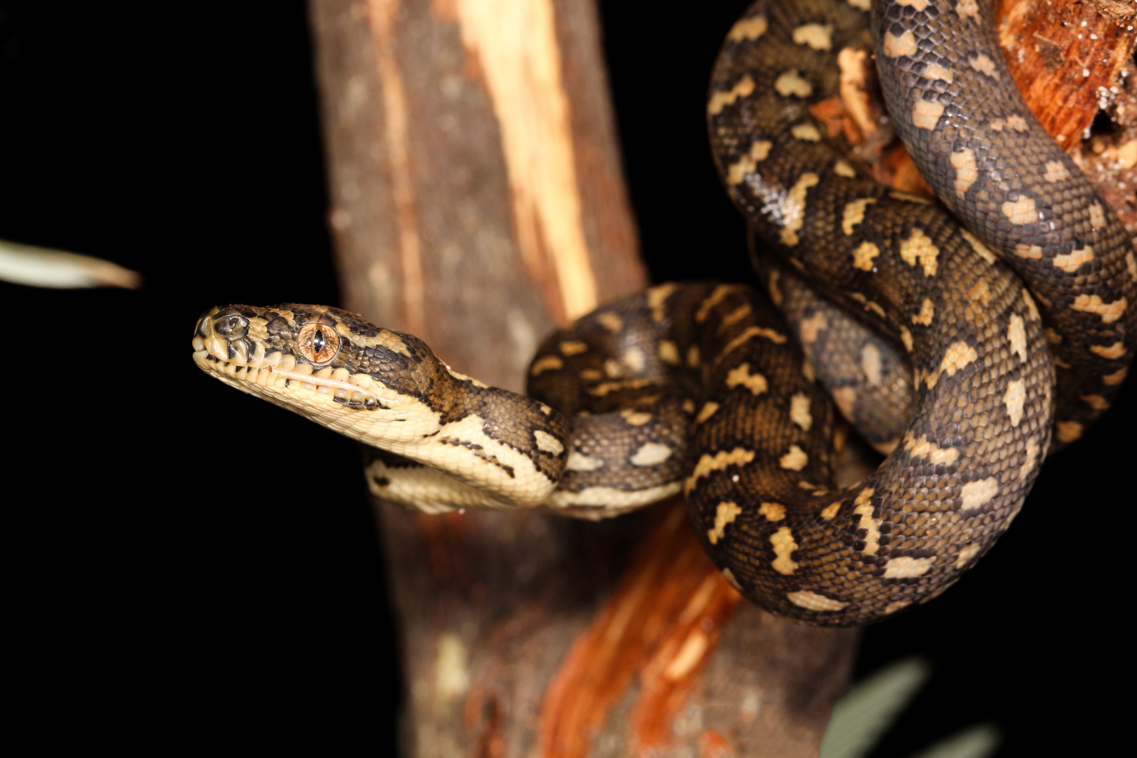 Python snake on a branch