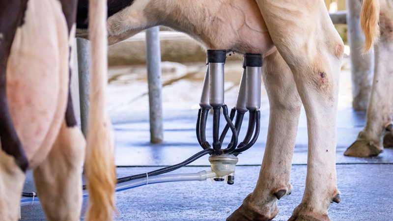 A cow being milked by a machine