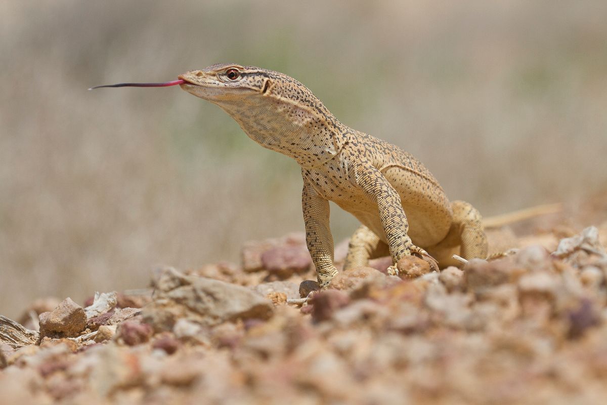 Lizard in bright rocky environment