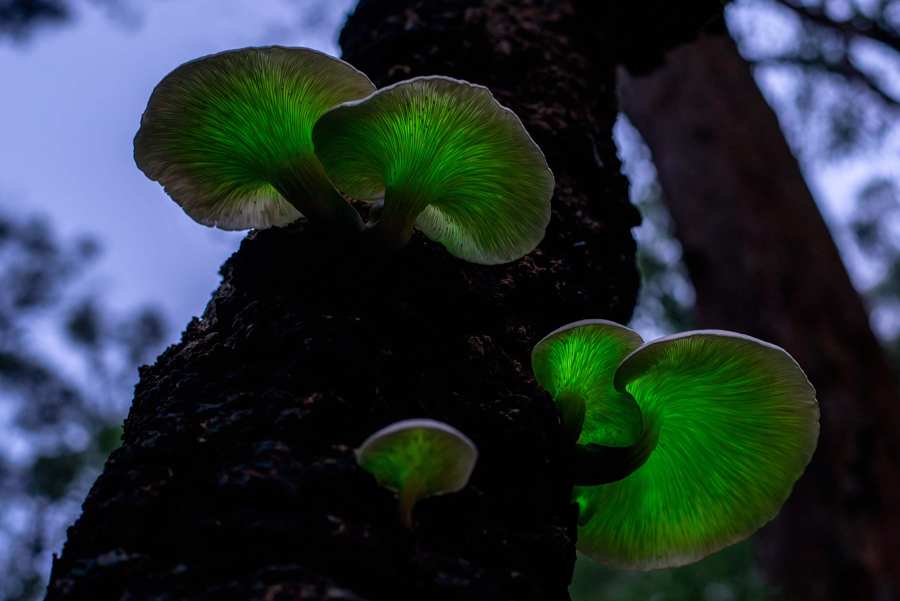 Bright green fungus on a tree