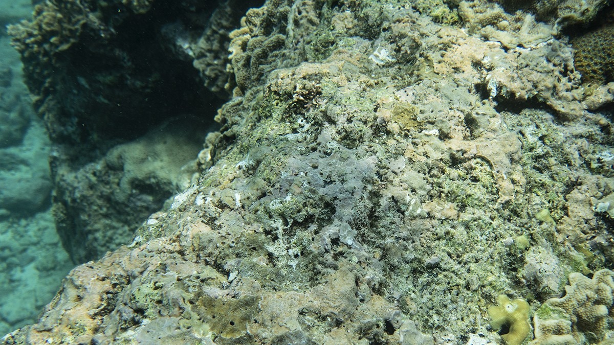 Crustose corraline algae on the Great Barrier Reef.