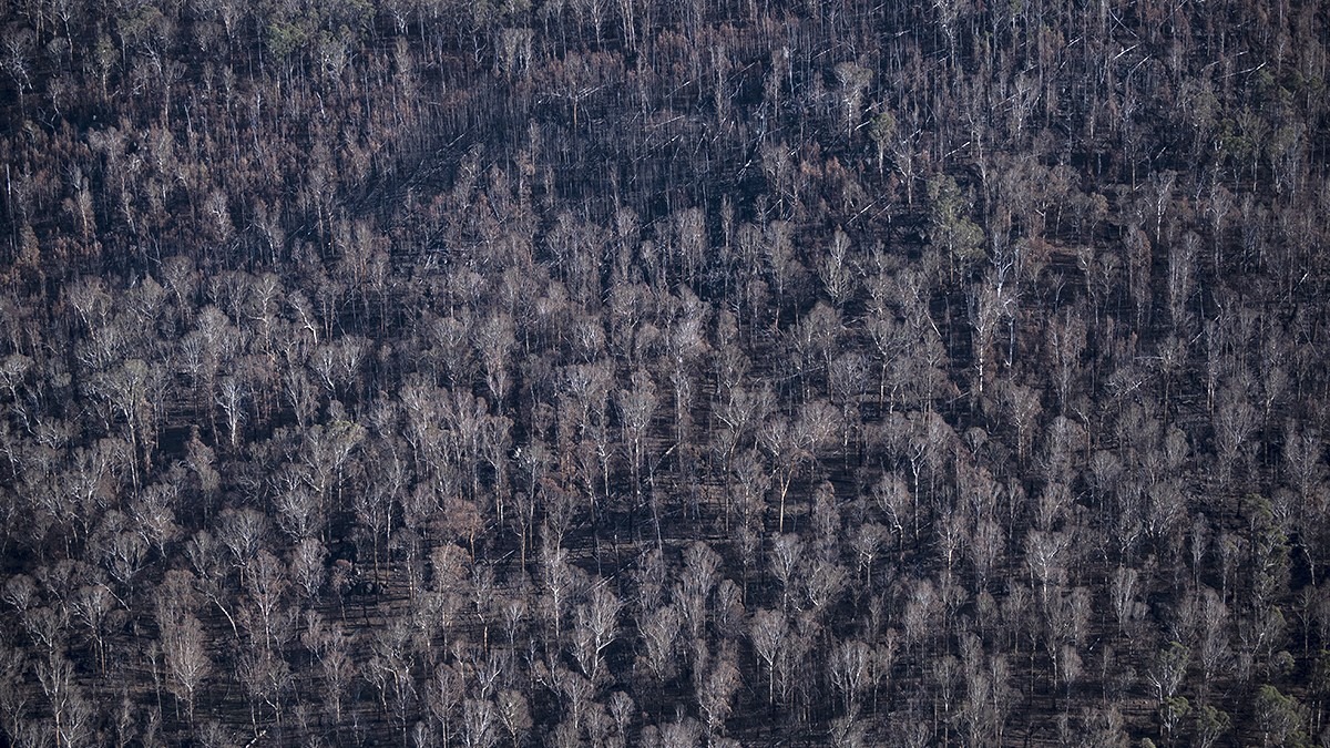 Charred landscape by James Walsh