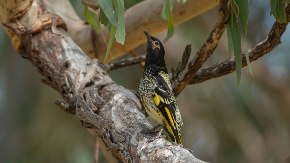 Regent honeyeater, a black and yellow bird, on a branch