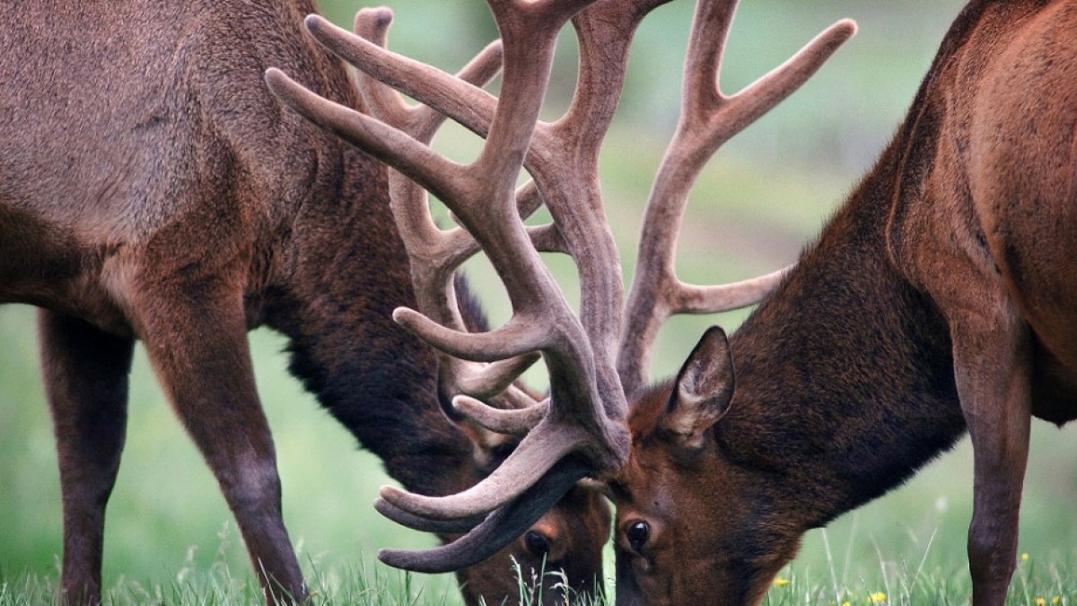 Two elk locking horns