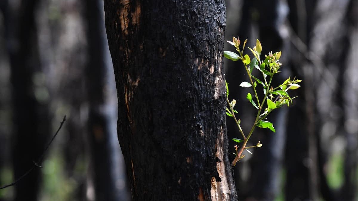 Record and upload what you see on bush walks to help experts monitor fire recovery. Darren England/AAP