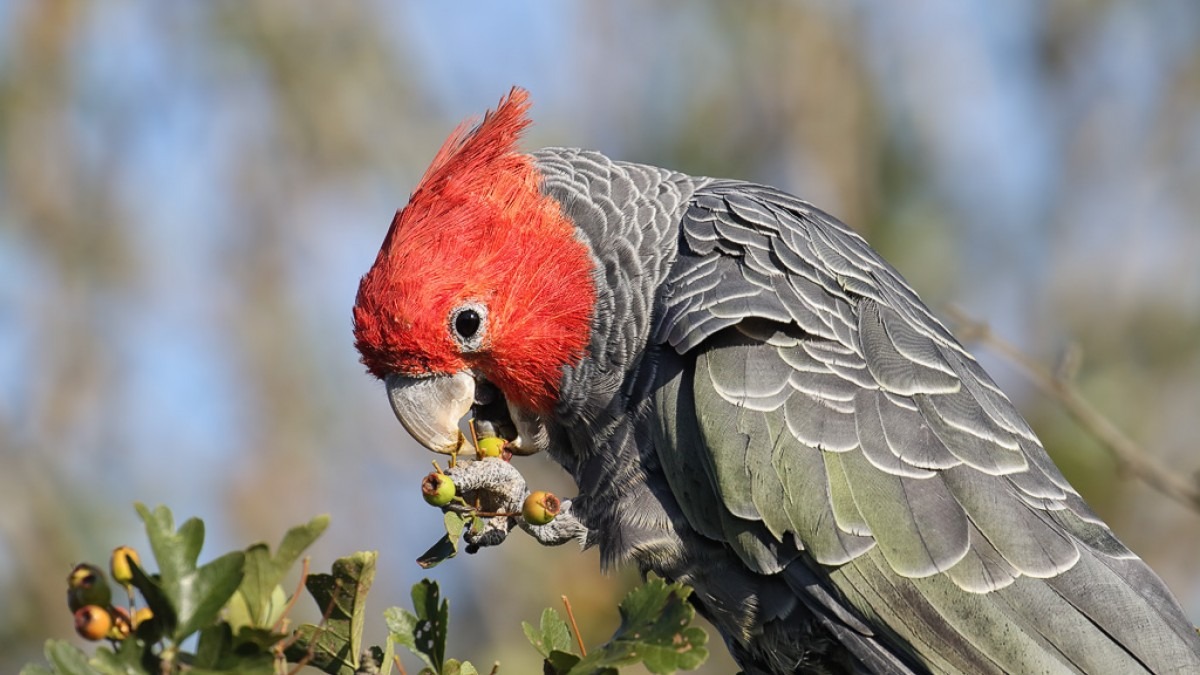 Parrot with a grey body and red head