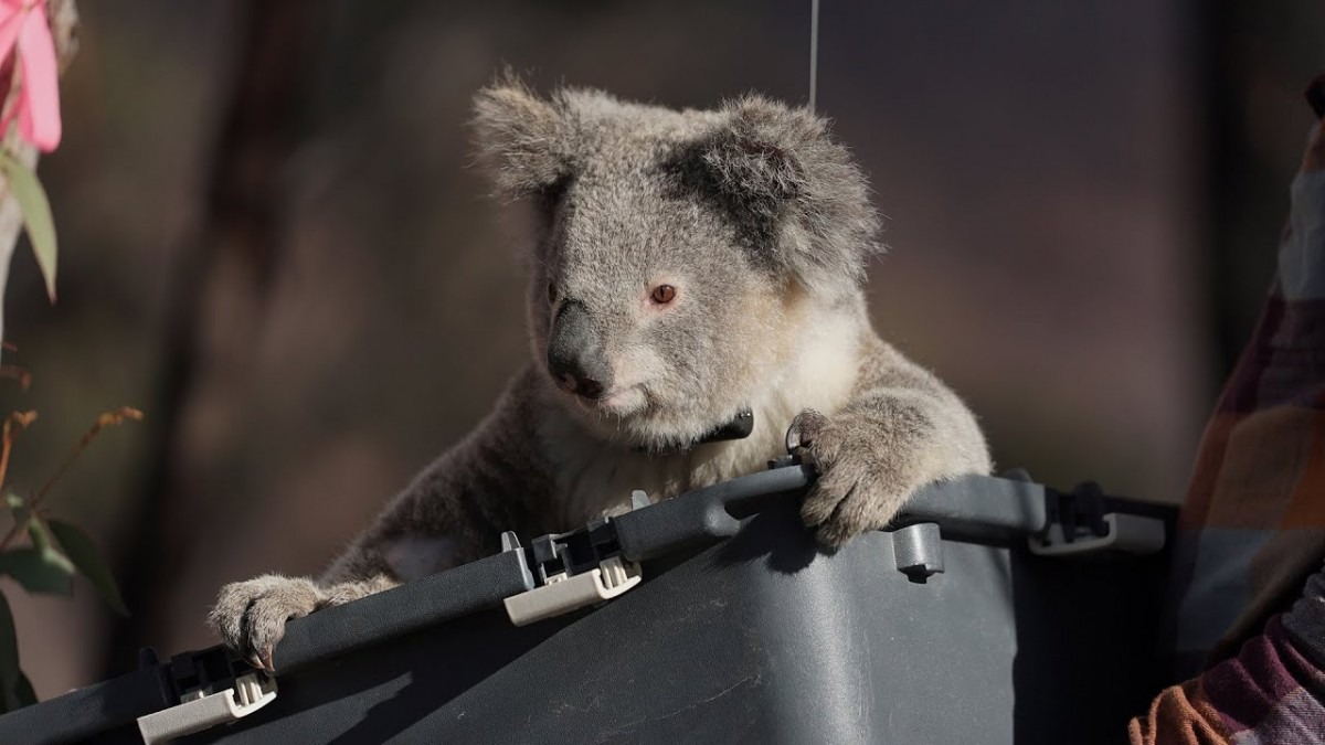 Rescued koalas return to the bush