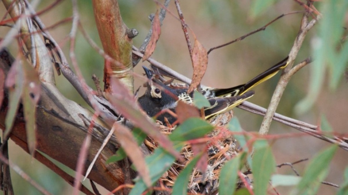 nesting regent honeyeater