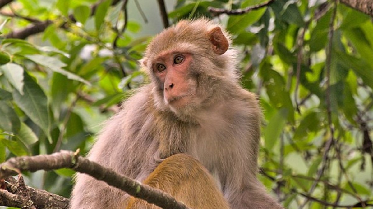 A small light-brown monkey
