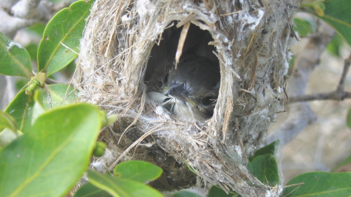 A little bronze-cuckoo chick in a mangrove gerygone nest.