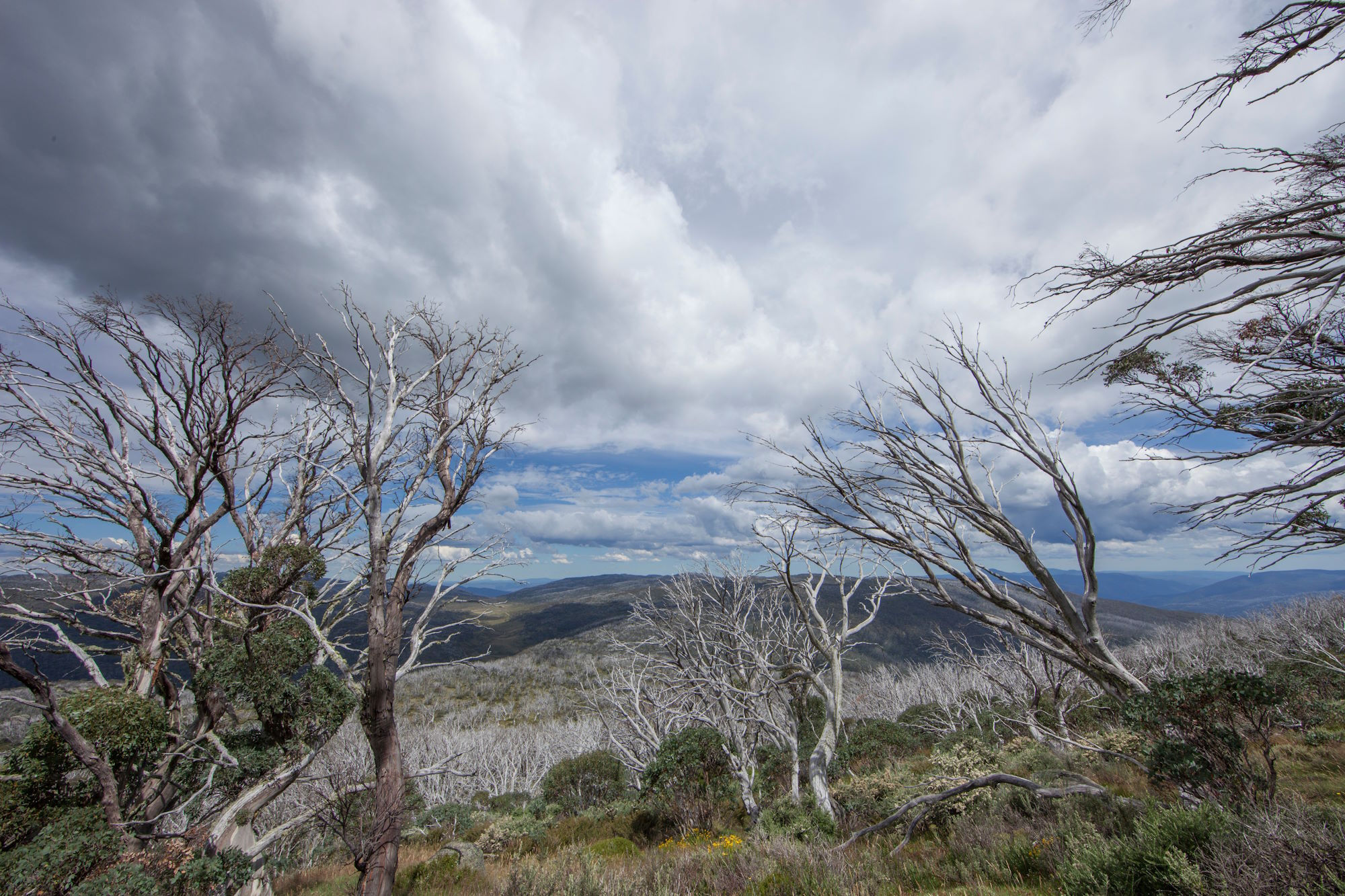 Mountain landscape showing dead snow gum trees.