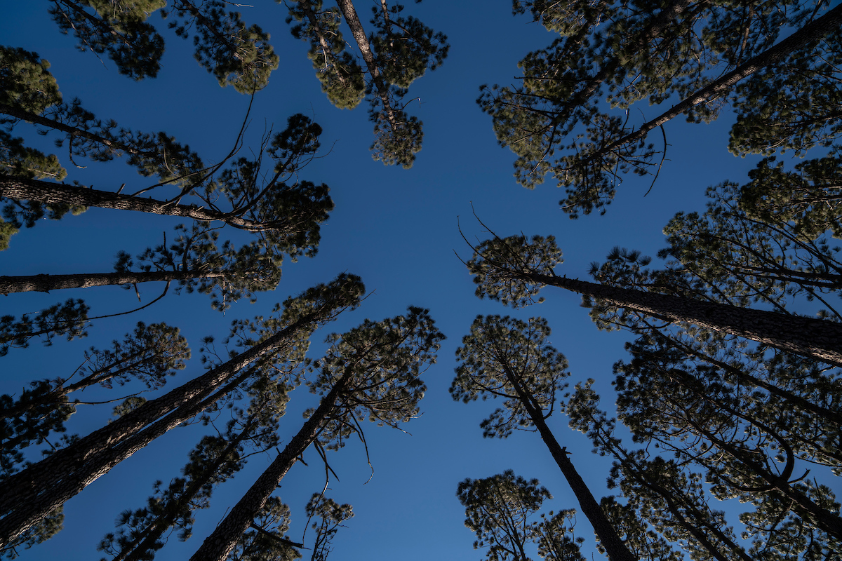 The pine trees were planted at Mount Stromlo for astronomical purposes. Photo: Lannon Harley/ANU Trees from below