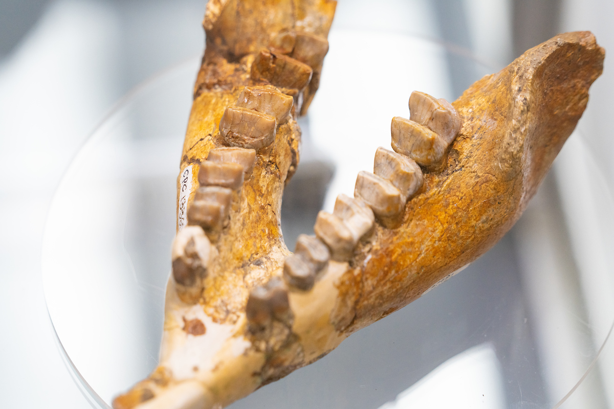 The curator role involves more than fossils and minerals. Photo: Nic Vevers/ANU Fossiled mammal teeth