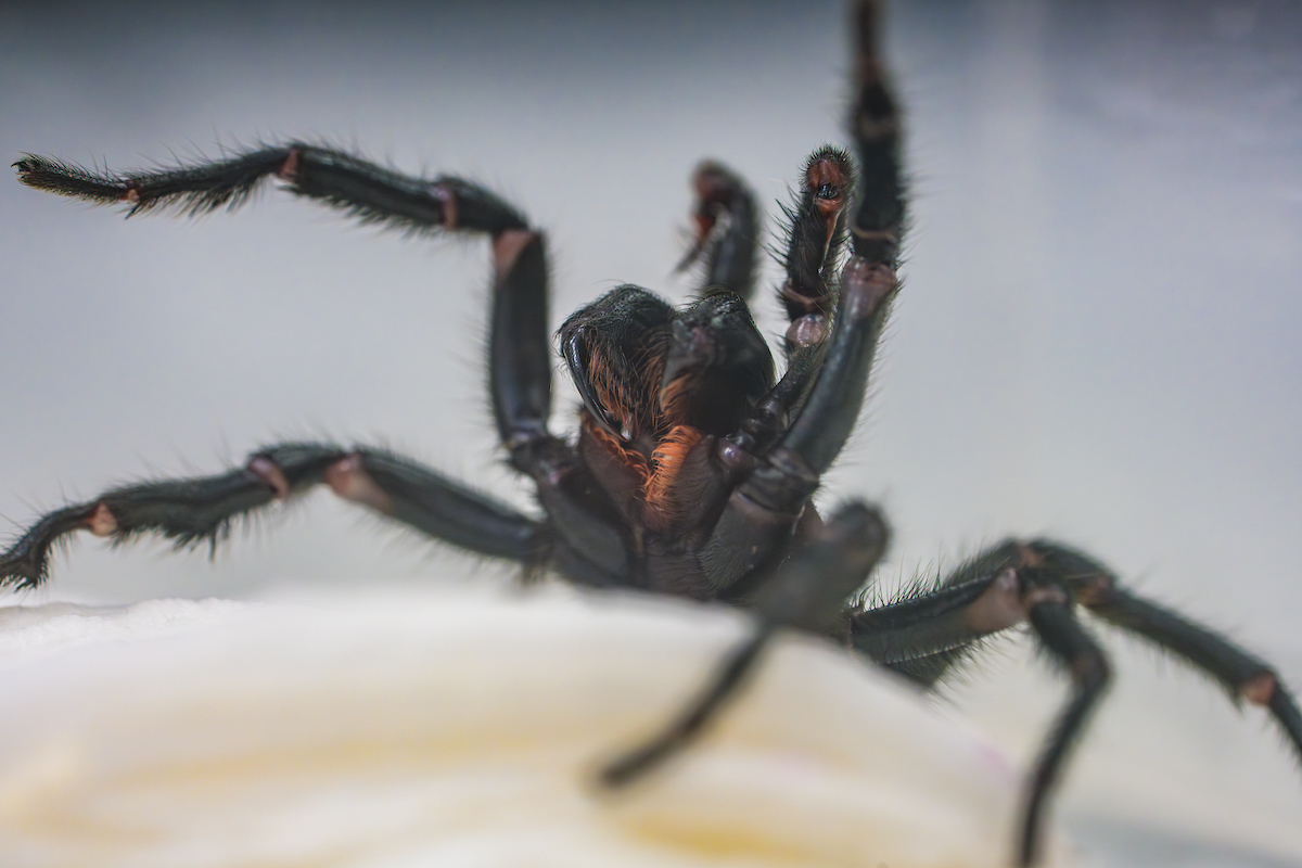 Funnel web spider close up, focused on fangs