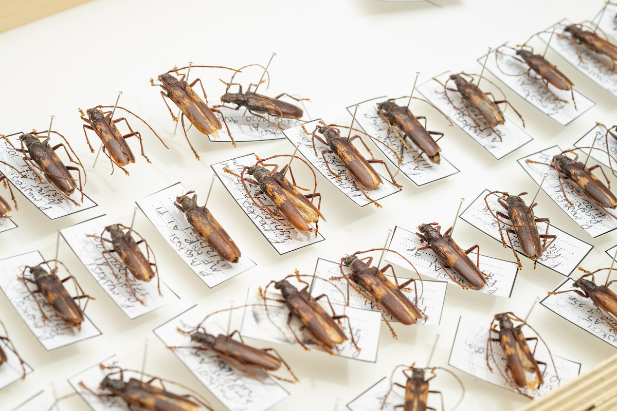 Beetle specimens