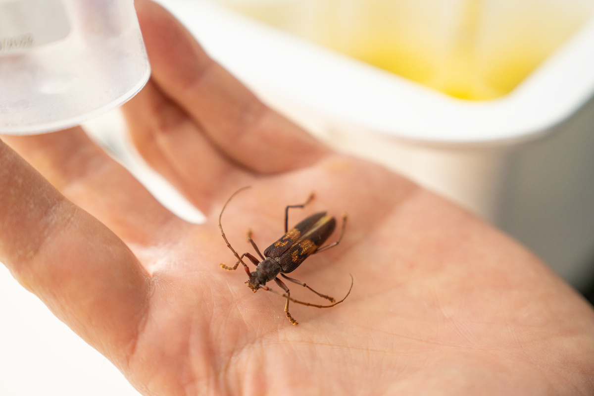 Beetle specimens