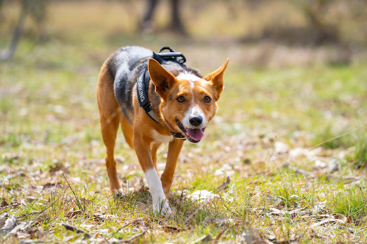 Koda. Photo: Nic Vevers/ANU Working dog