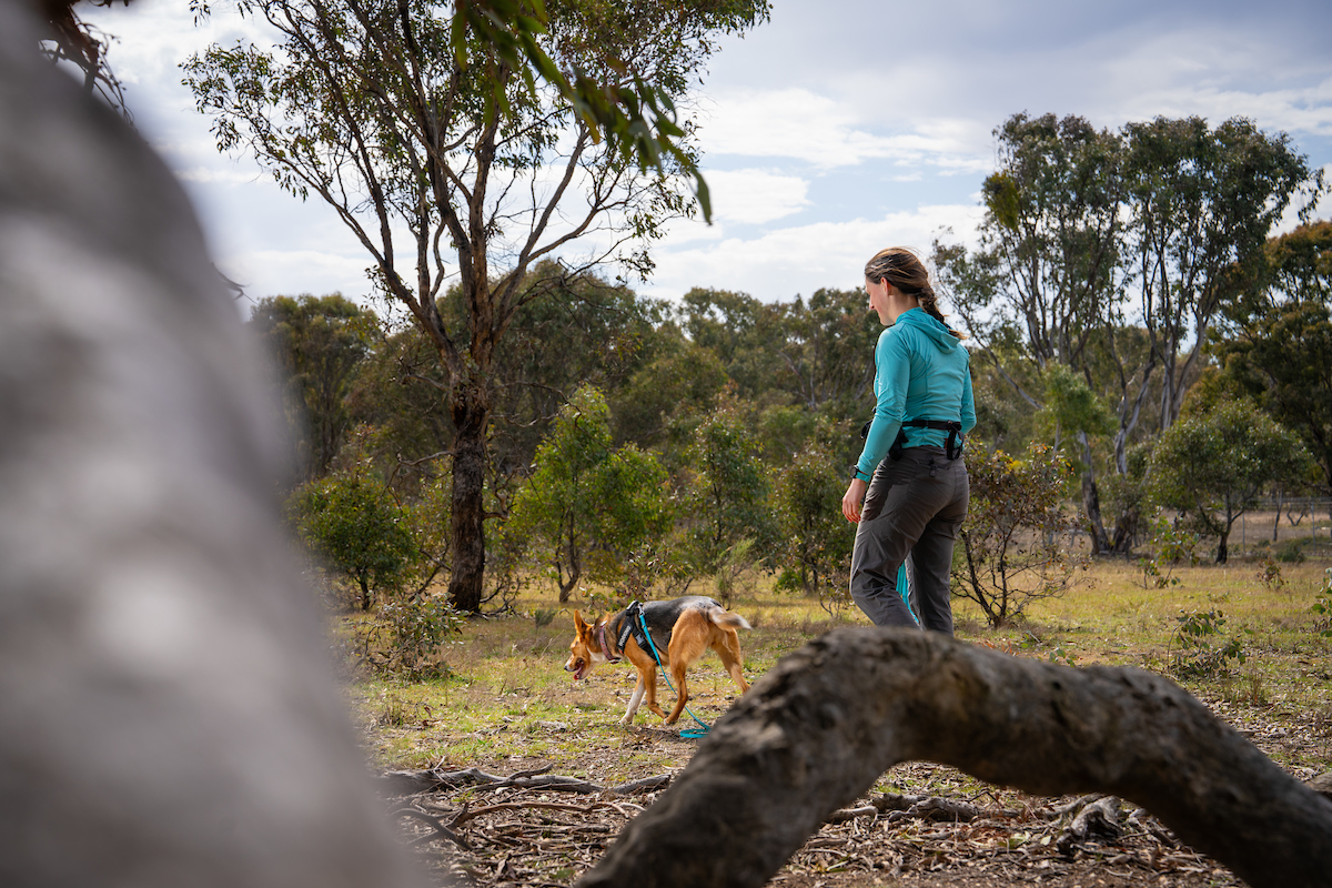 Koda has special permission to work at Mulligans Flat, which is a dog-free reserve. Photo: Nic Vevers/ANU Working dog and owner