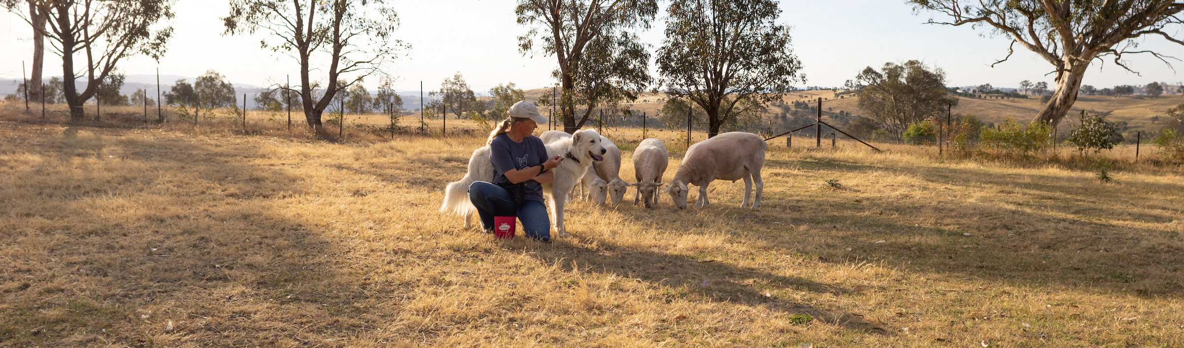 Photo: Olivia Congdon/ANU Woman and white dog with sheep