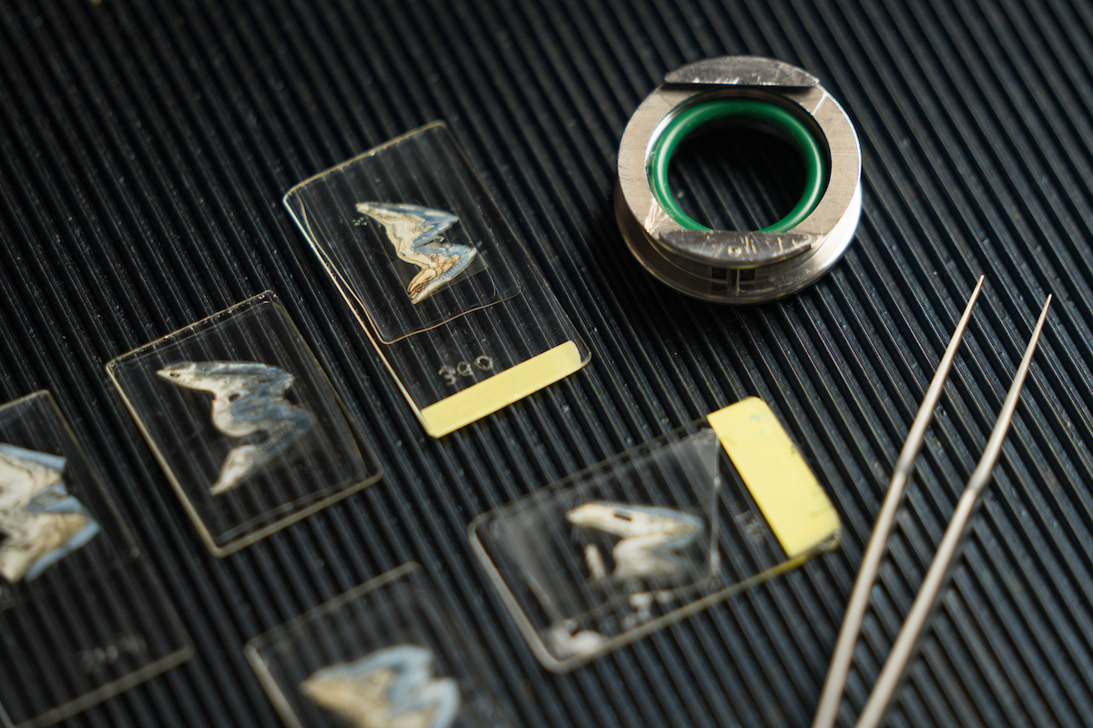 Samples of ancient boar teeth unearthed at the archaeological site of Asiab in the Zagros Mountains. Credit: Nic Vevers/ANU tooth samples