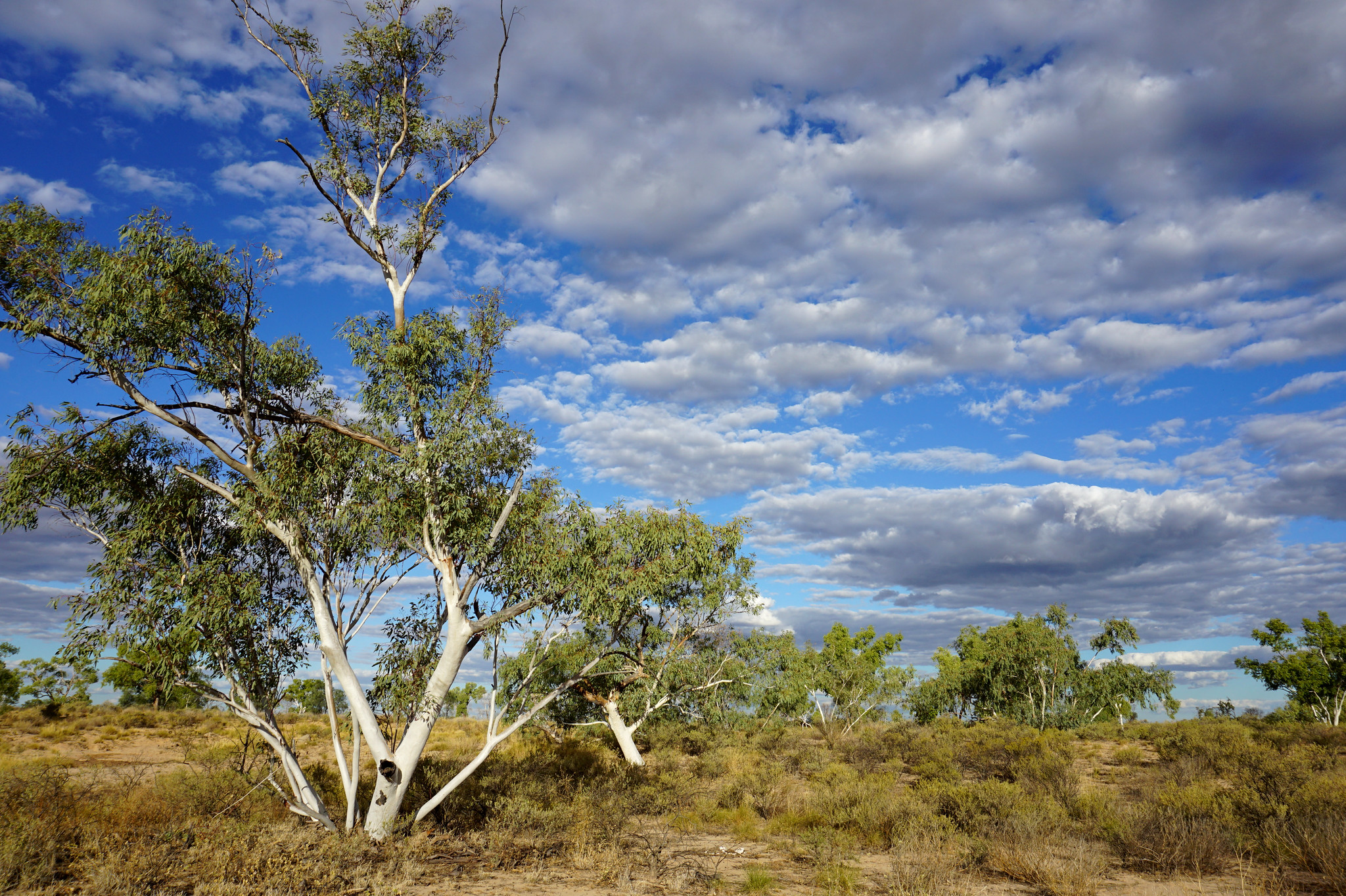 Australian landscape with gum trees