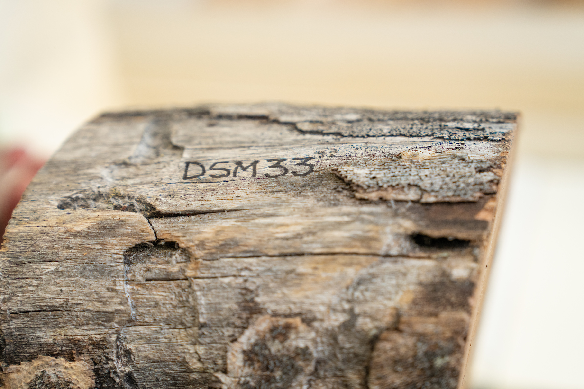 A log taken from a snow gum tree showing beetle damage and the label DSM33.