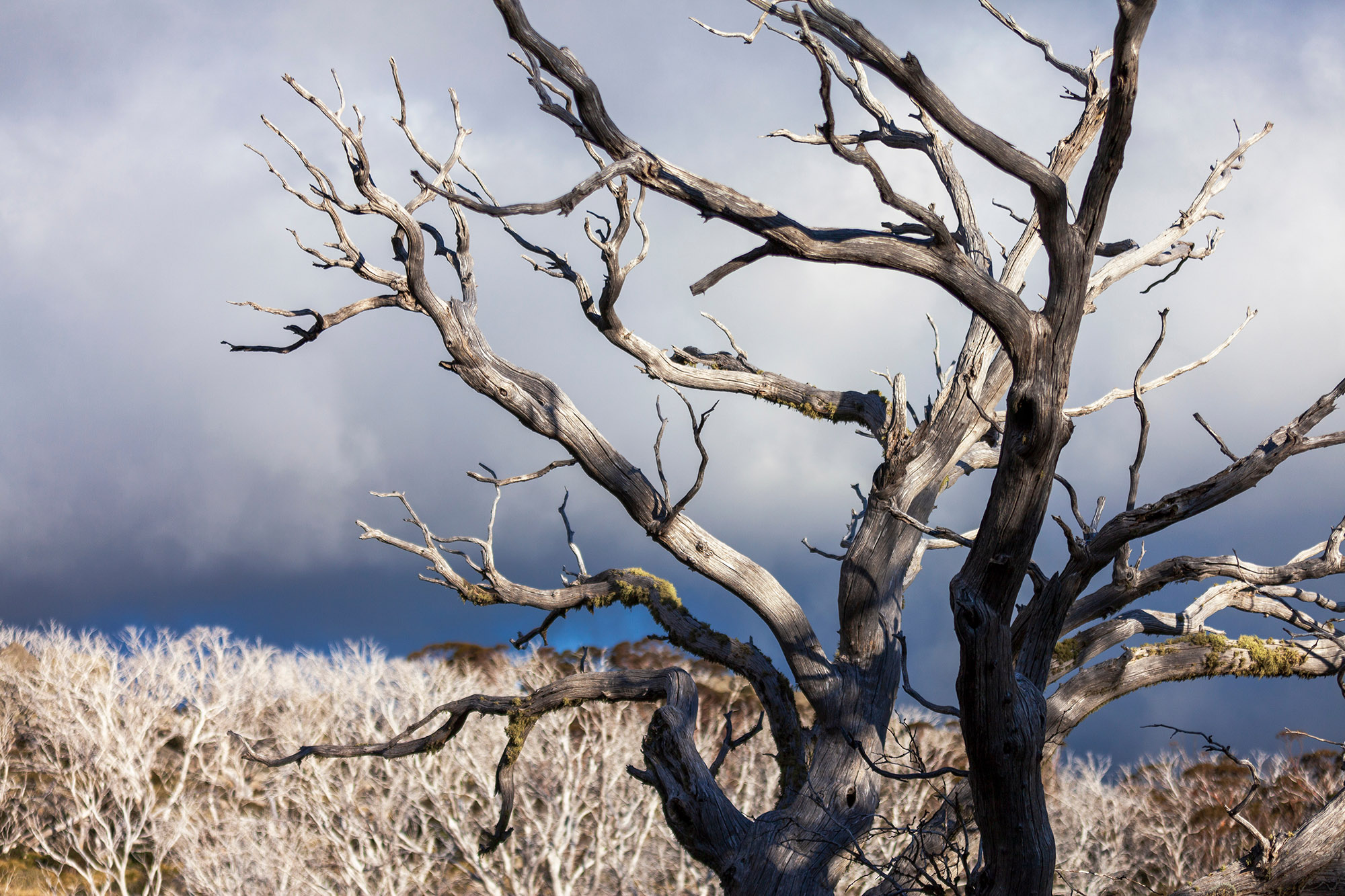 A mountain landscape with a large dead snow gum in the foreground, and hillsides of smaller dead snow gums in the background.