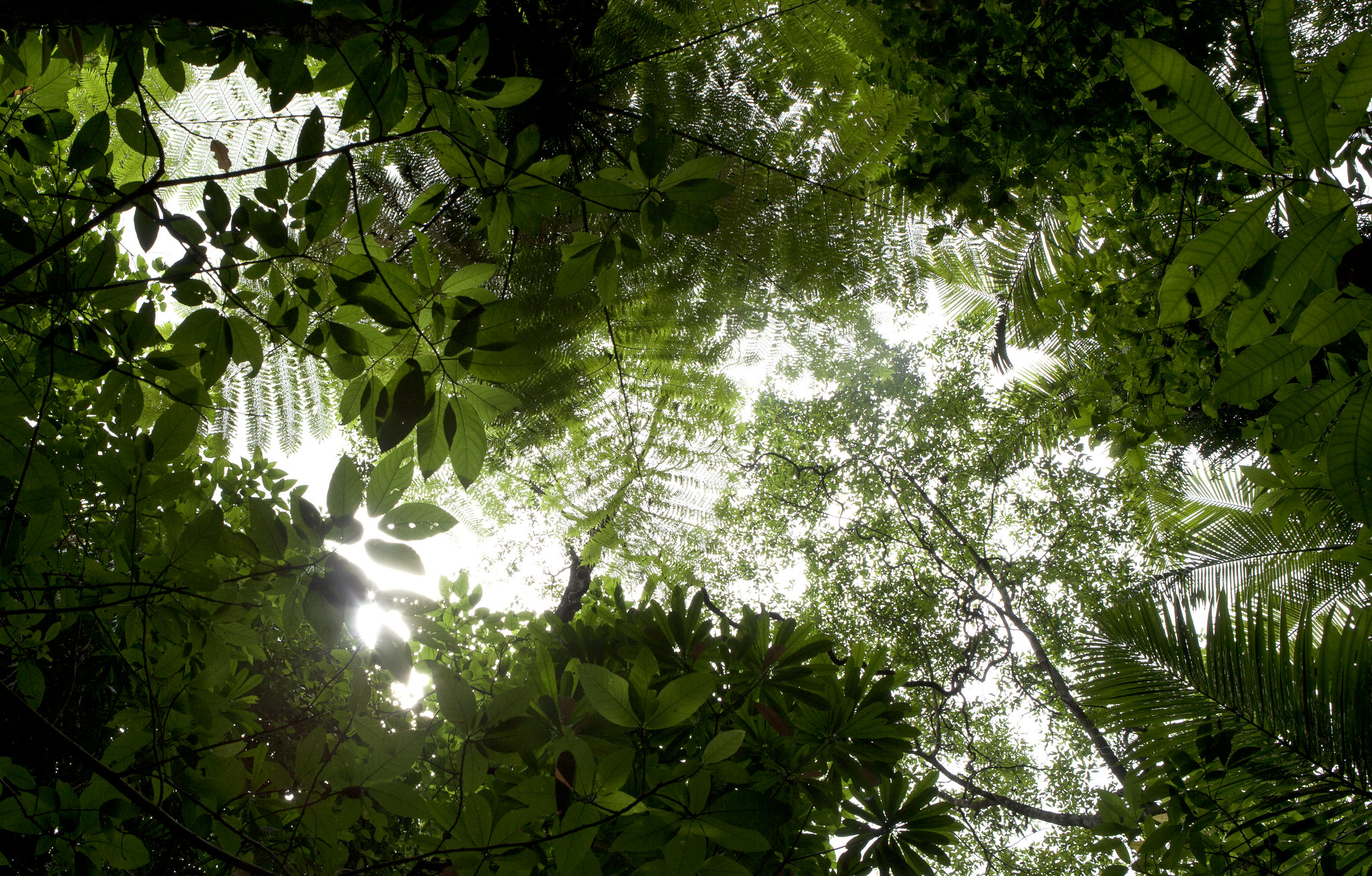 Photo: Nicholas Jones via Flickr Leaves in the canopy