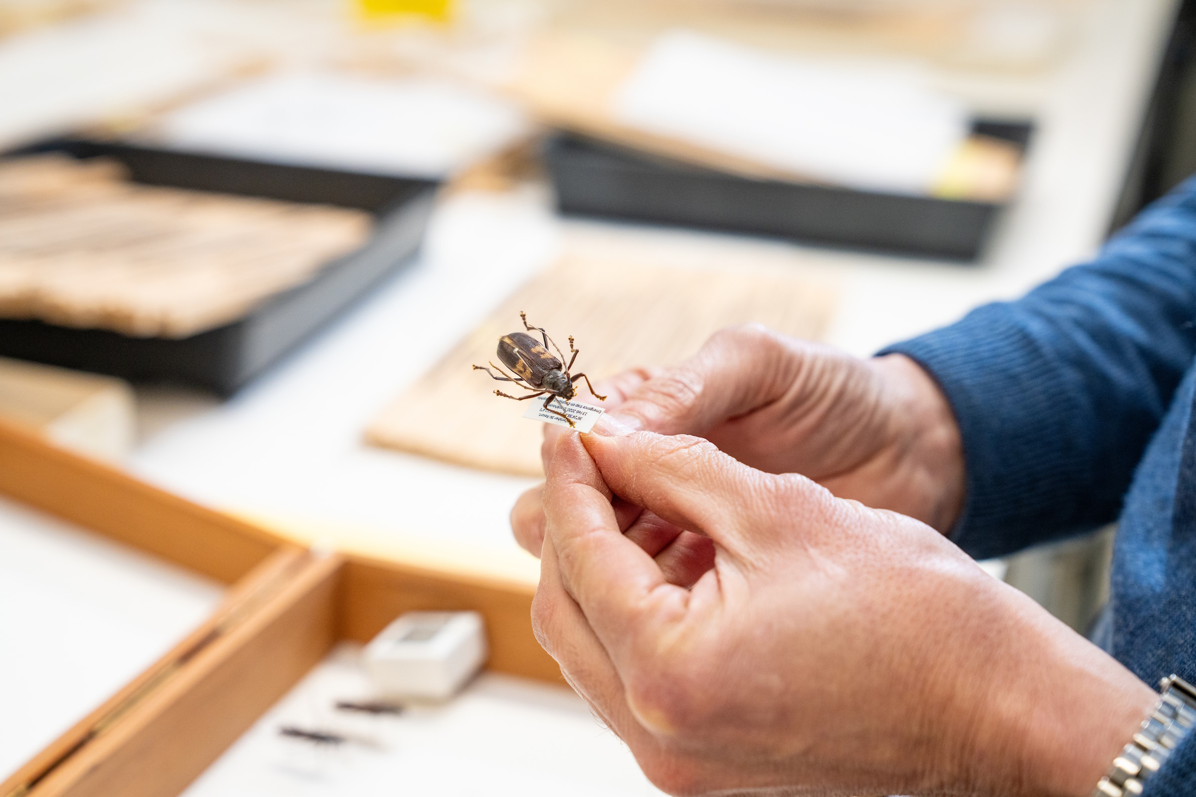 A close-up of a preserved beetle being held by two hands.