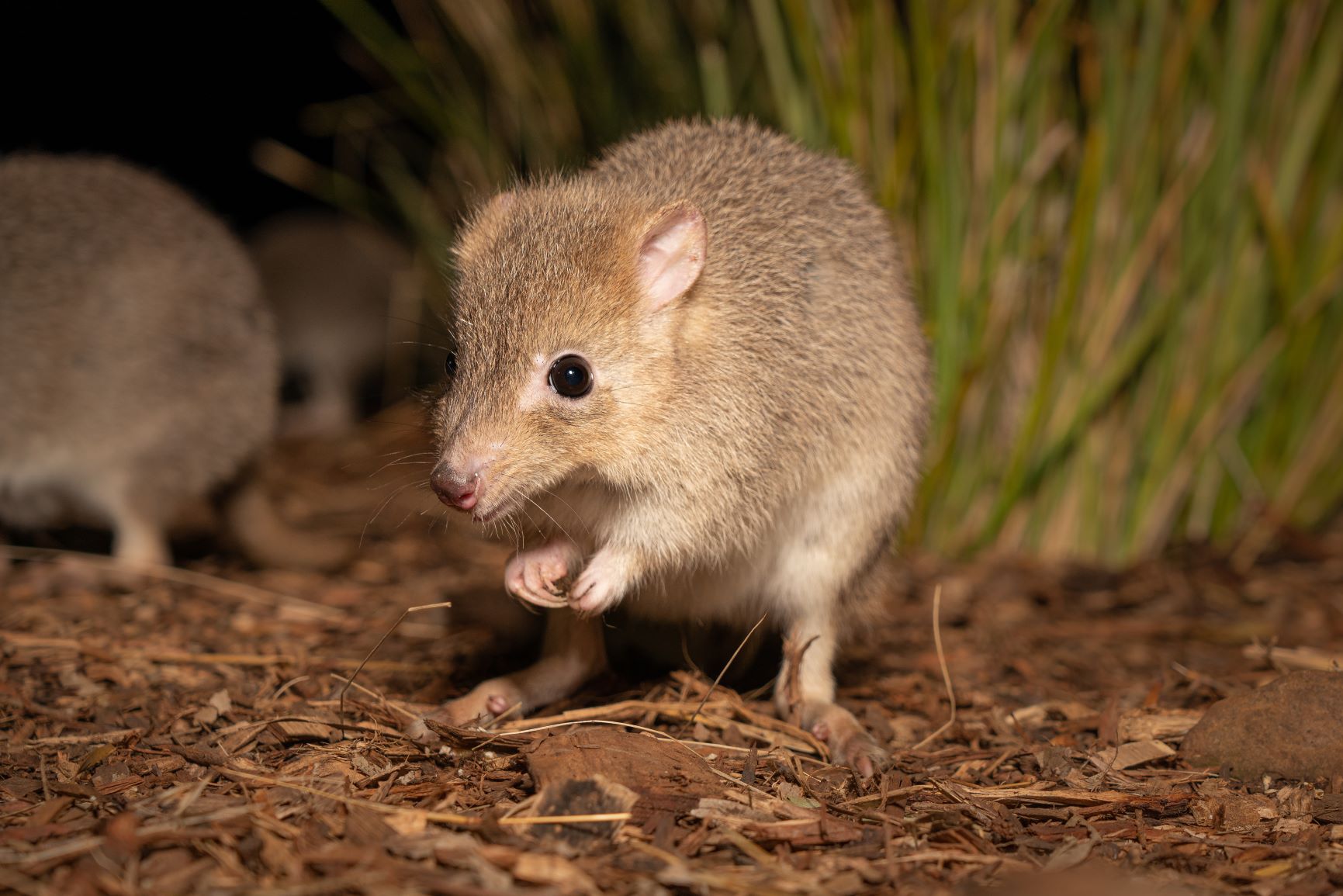 Photo: Adobe Stock A close up of a bettong