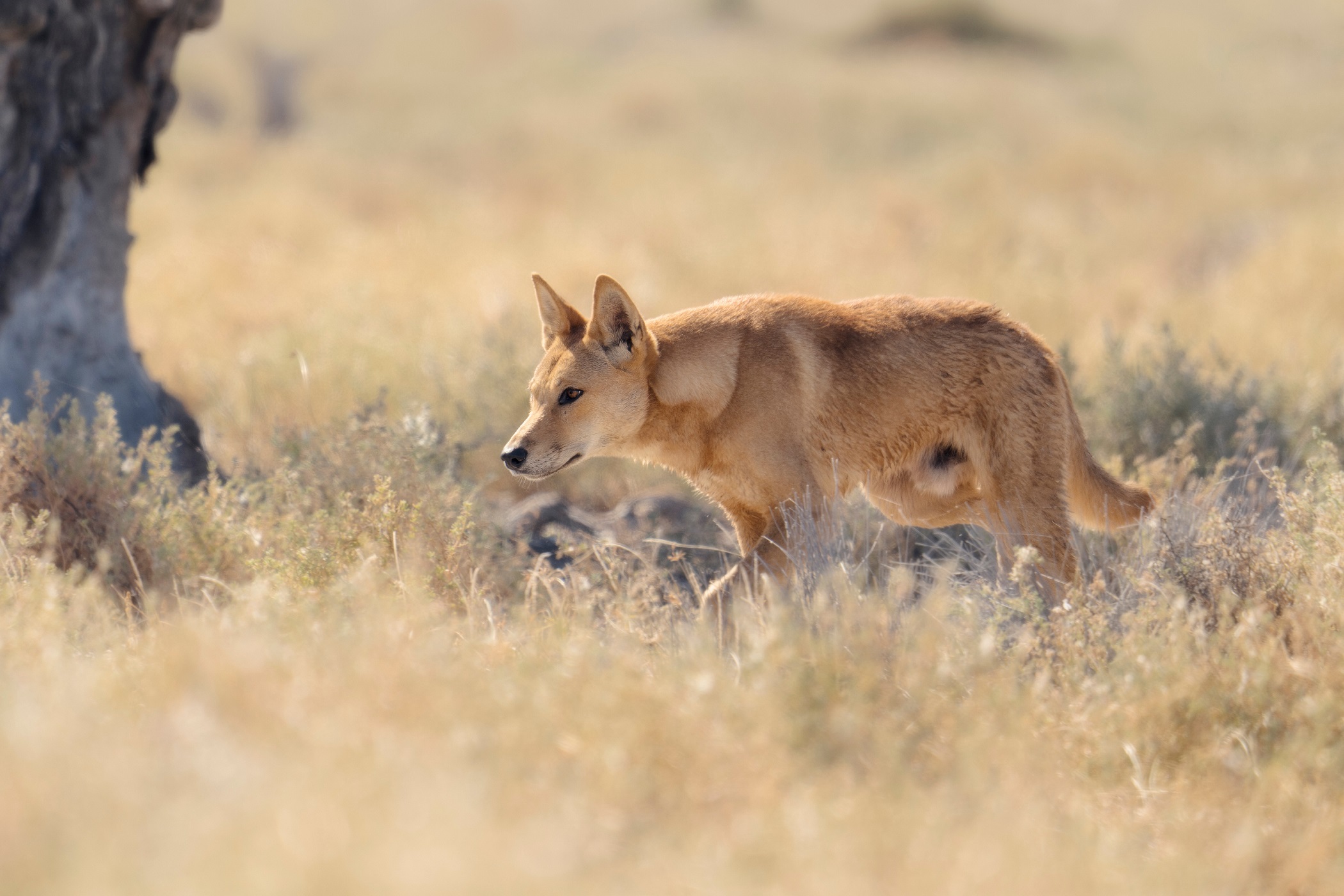 Pele Cannon's PhD looked broadly at human-wildlife interactions the world over, including the management of dingoes in Australia. Photo: Adobe Stock Dingo stalking through vegetation
