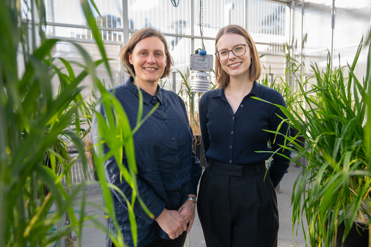 Professor Caitlyn Byrt and Dr Samantha McGaughey from the Byrt Group in the Research School of Biology. Photo: Jack Fox/ANU. Two scientists in a greenhouse
