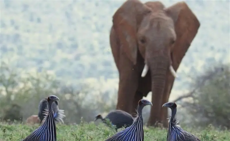 Photo: Dr James Klarevas-Irby/ANU Guinea fowl in Africa near an elephant