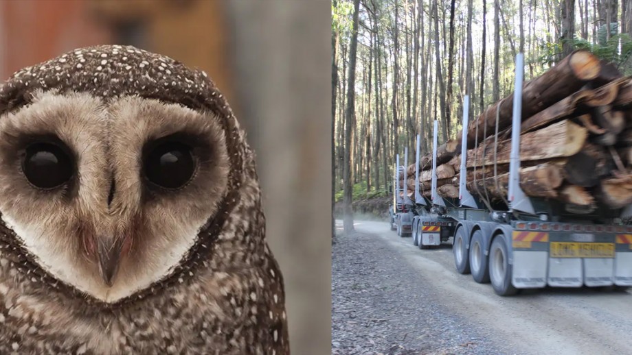 L: Great sooty owl, photo by Darren Bellerby; R: Logging truck, photo by Phillip Mallis Owl (left), logging truck (right)