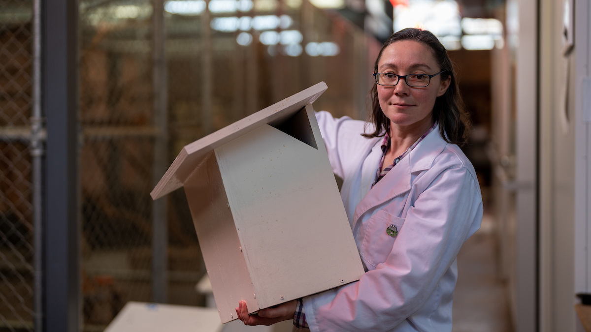 Dr Kara Youngentob holding a high-tech greater glider nestbox which mimics tree hollows. Photo: Jamie Kidston/ANU Woman holding a wooden nestbox