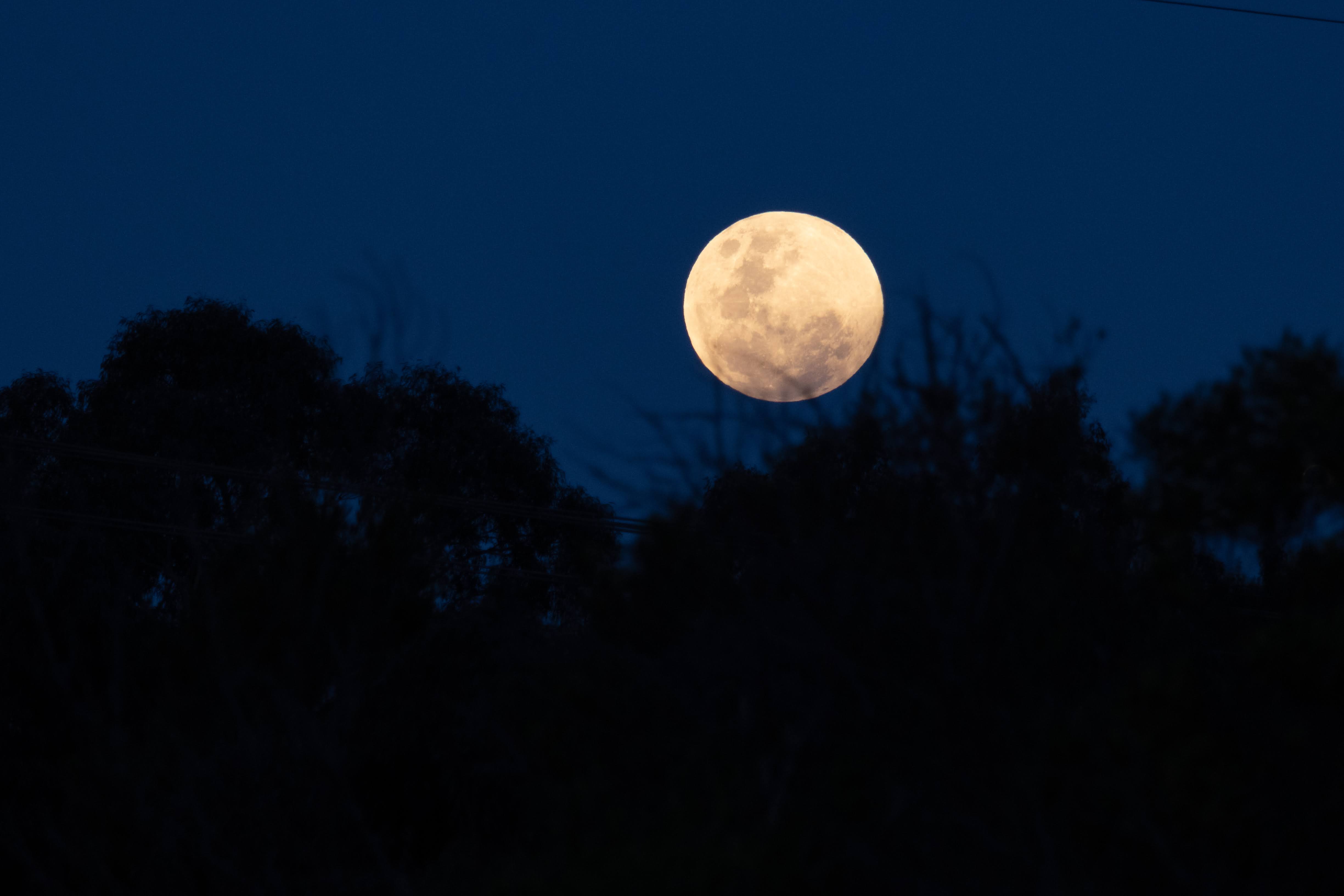 Photo: Olivia Congdon/ANU A full moon over some trees
