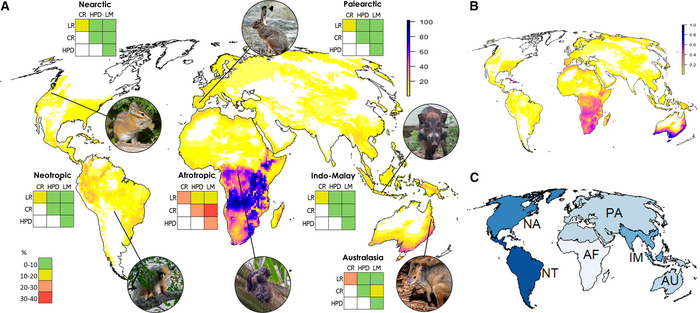 Concentrations of terrestrial mammal species with multiple future risk factors. Credit: Current Biology/Cardillo et al. World map showing concentatrations of terrestrial mammals with high future risk of extinction.
