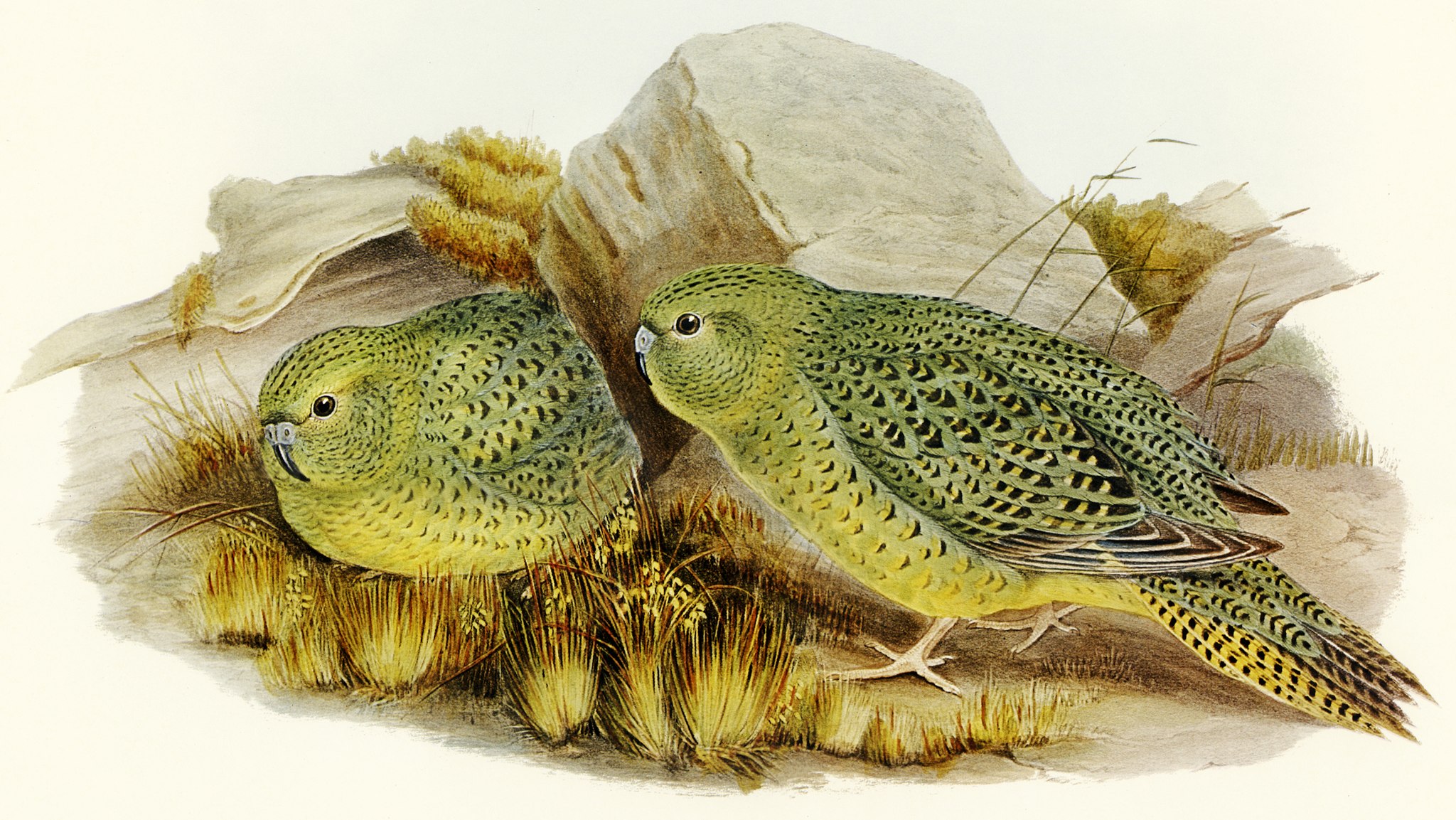 Illustration by Elizabeth Gould, 1890. Credit: Wikimedia Commons CC BY-SA 4.0 A drawing of two green and black speckled birds on the ground