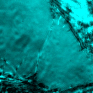 ANU GIF