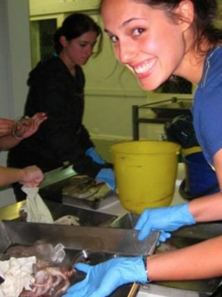 Vanessa Pirotta dissecting a squid Squid dissection
