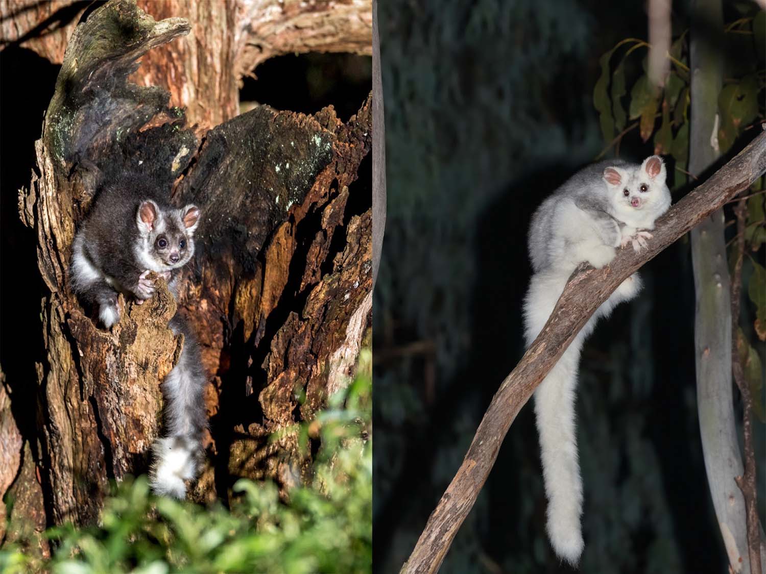 Those ears! Those eyes! Photos: Tyrie Starrs, supplied; Third Silence Nature Photography, CC 4.0 Two glider images