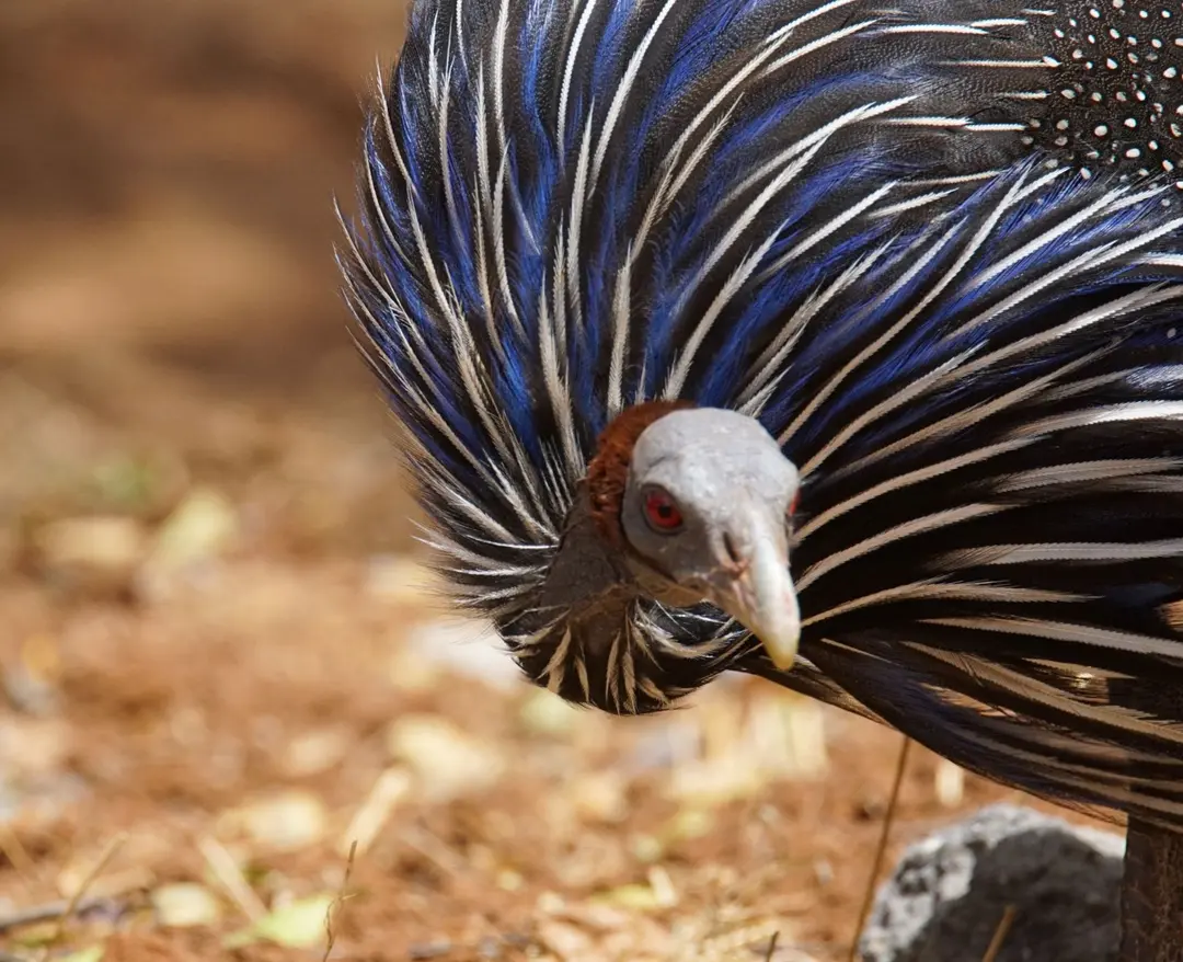 Photo: Dr James Klarevas-Irby/ANU Guinea fowl