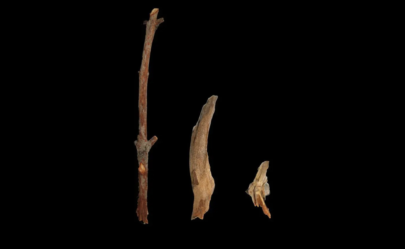 Palm cockatoos have individual preferences when it comes to their musical tools. Photo: Daniel Appleby Three sticks on a black background