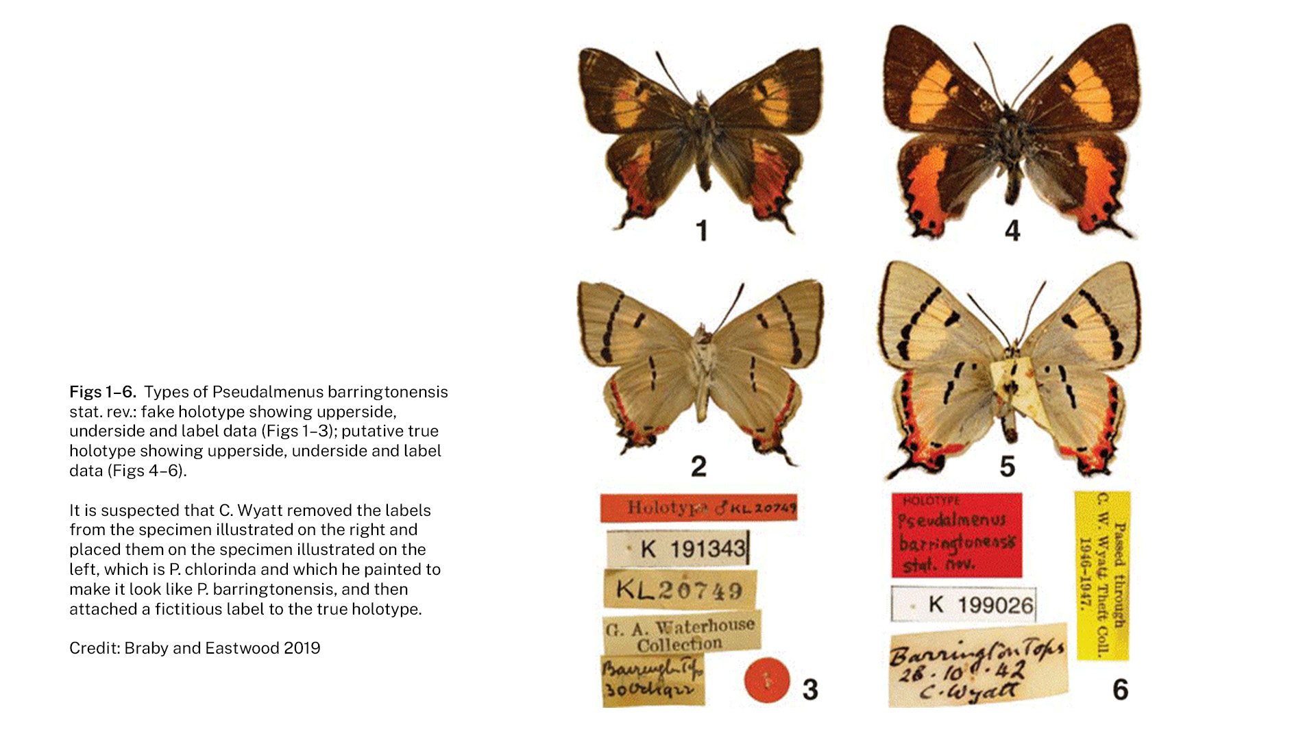 Types of Pseudalmenus barringtonensis stat. rev.: fake holotype showing upperside, underside and label data (Figs 1–3); putative true holotype showing upperside, underside and label data (Figs 4–6).