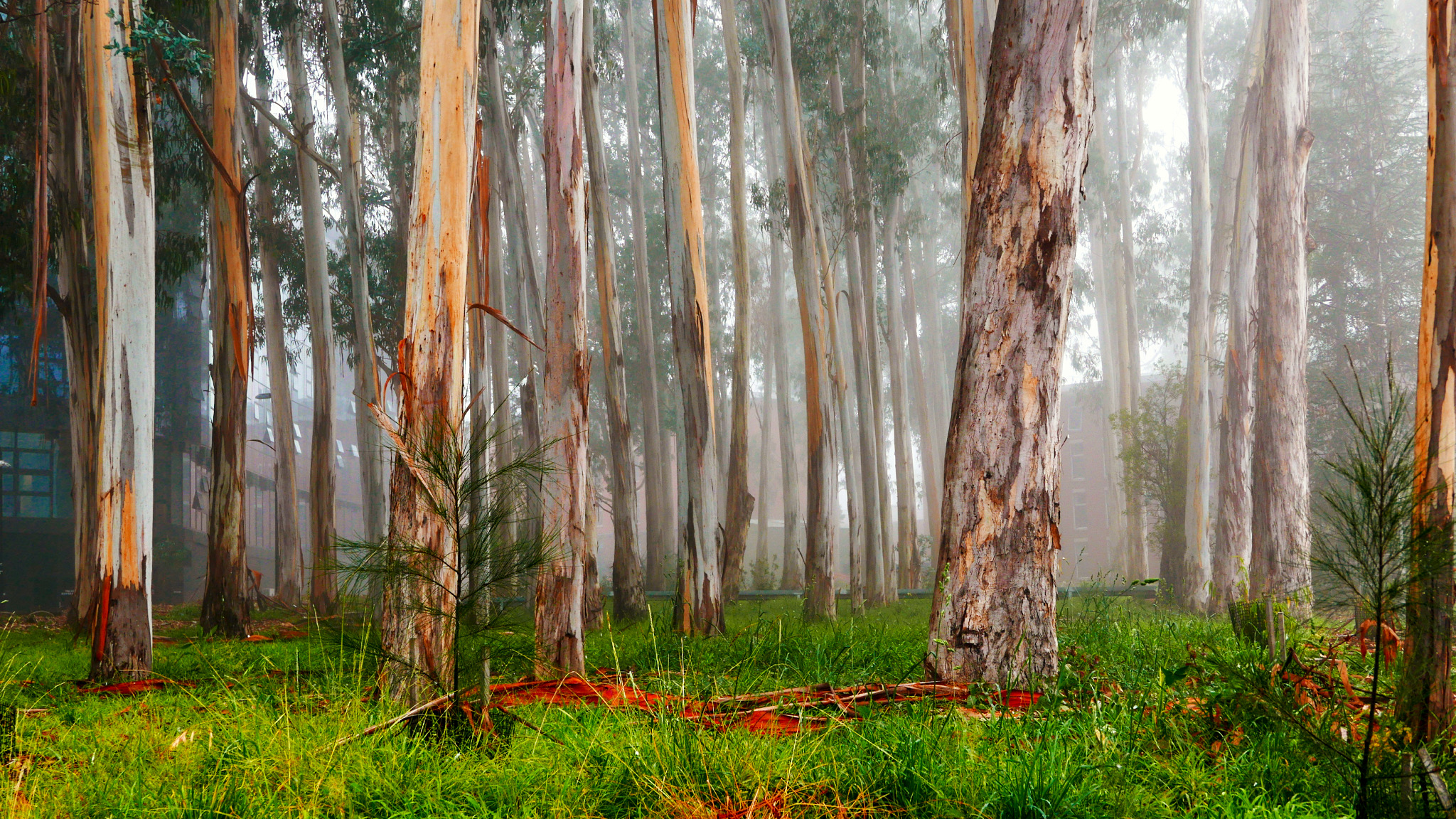 Morning mist through ANU bluegums Morning mist through ANU bluegums